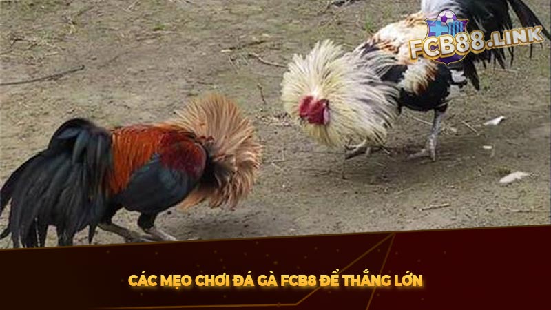 Đá gà FCB8 | Nơi hội tụ của tinh tuý nhân gian đá gà Các mẹo chơi đá gà FCB8 để thắng lớn