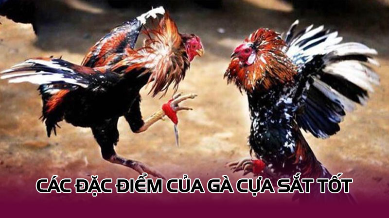 3 Lưu ý và 3 Cách chọn gà cựa sắt hay | Giúp bạn luôn thắng Các đặc điểm của gà cựa sắt tốt