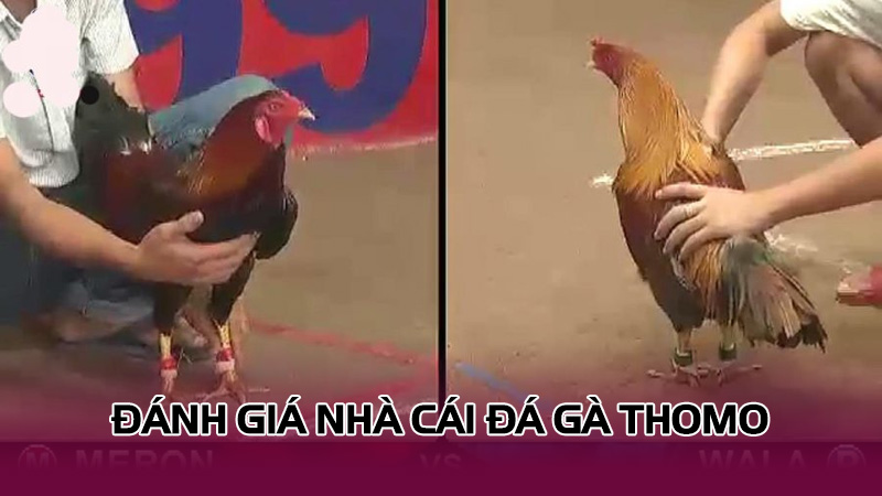 Đá gà thomo | Cá cược hấp dẫn làm mưa làm gió hiện nay Đánh giá nhà cái đá gà thomo