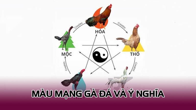 5 Màu mạng gà đá nên biết | Khi tham gia cá cược đá gà Màu Mạng Gà Đá Và Ý Nghĩa